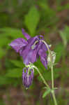 European columbine